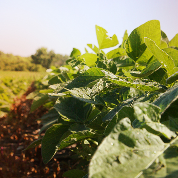 Follow A Field | Roundup Ready Xtend Crop System